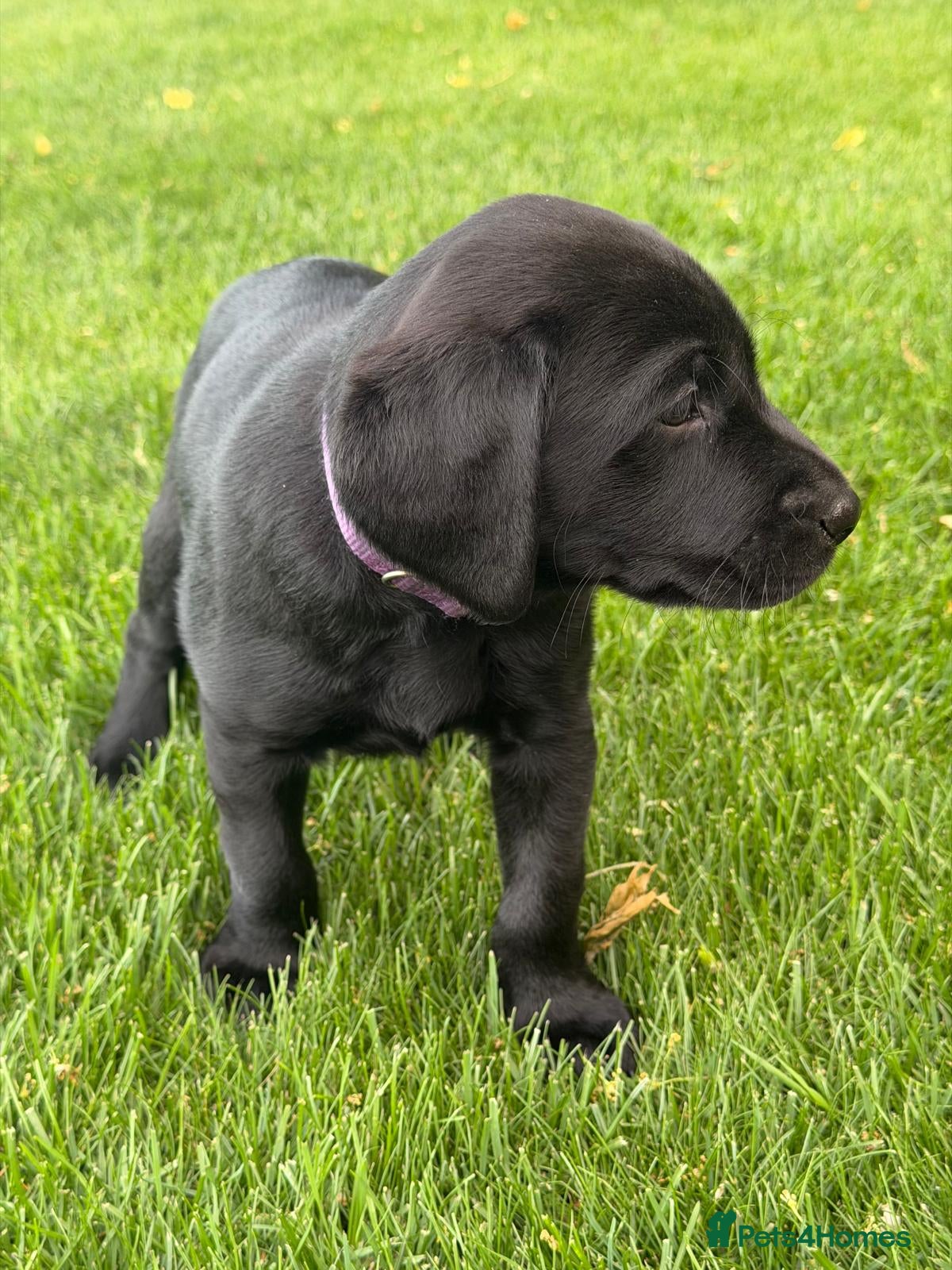 Labrador Retriever dogs for sale: KC Reg Black Labrador Pups, FT Ch Bred - Advert 7