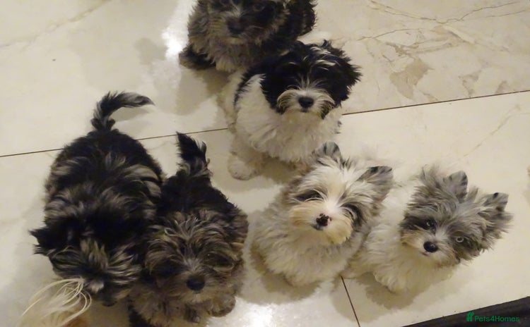 Yorkshire Terrier dogs - Advert 1
