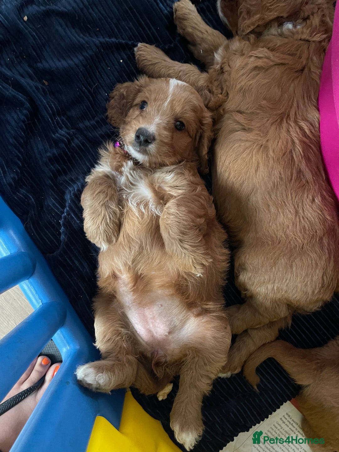 Cockapoo dogs for sale: f1 toy cockerpoo fox red dna tested  - Image 5