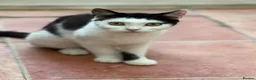 Mixed Breed cats for sale: Urgent rehoming adoption 3 beautiful juvenile cats - Advert 9