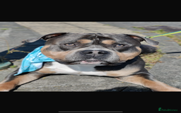 American Bulldog dogs for stud: DOG FOR STUD - Image 3