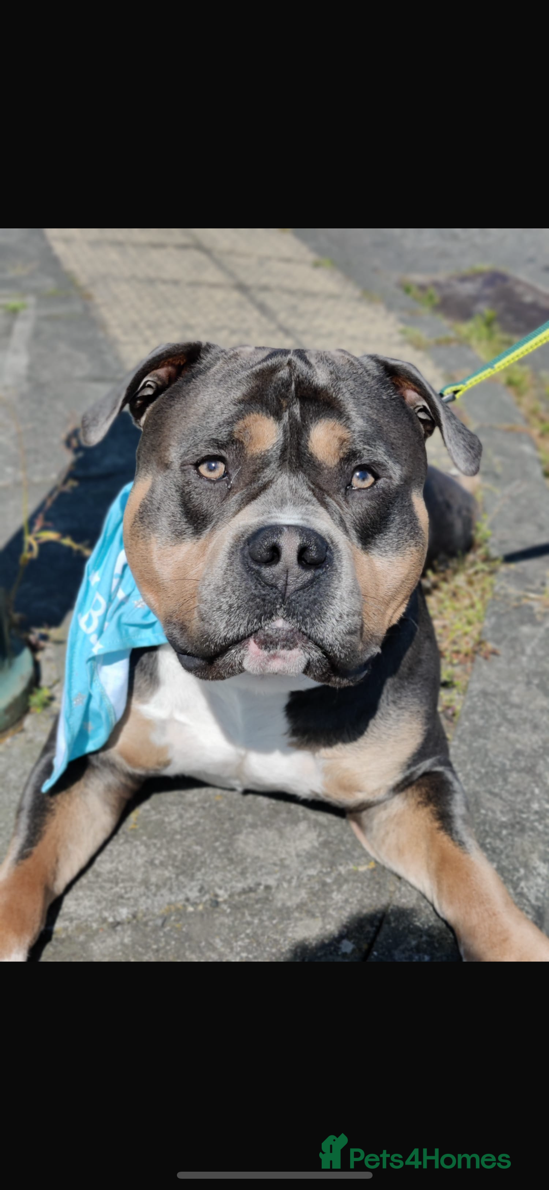 American Bulldog dogs for stud: DOG FOR STUD - Image 3