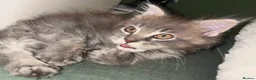 Maine Coon cats for sale: Beautiful Maine Coon looking for the perfect home. in Ardrossan - Advert 7