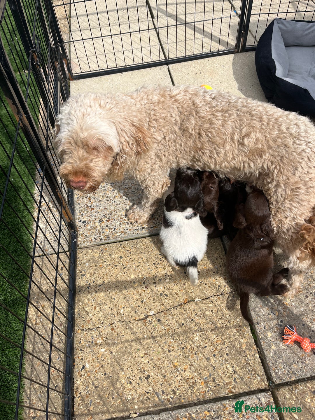 Mixed Breed dogs for sale: Beautiful cockapooXspringer puppies - Image 25