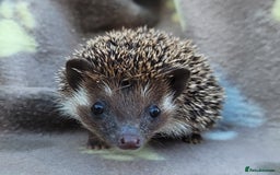 Pygmy Hedgehog rodents for sale: African Pygmy Hedgehog Hoglets  - Image 2