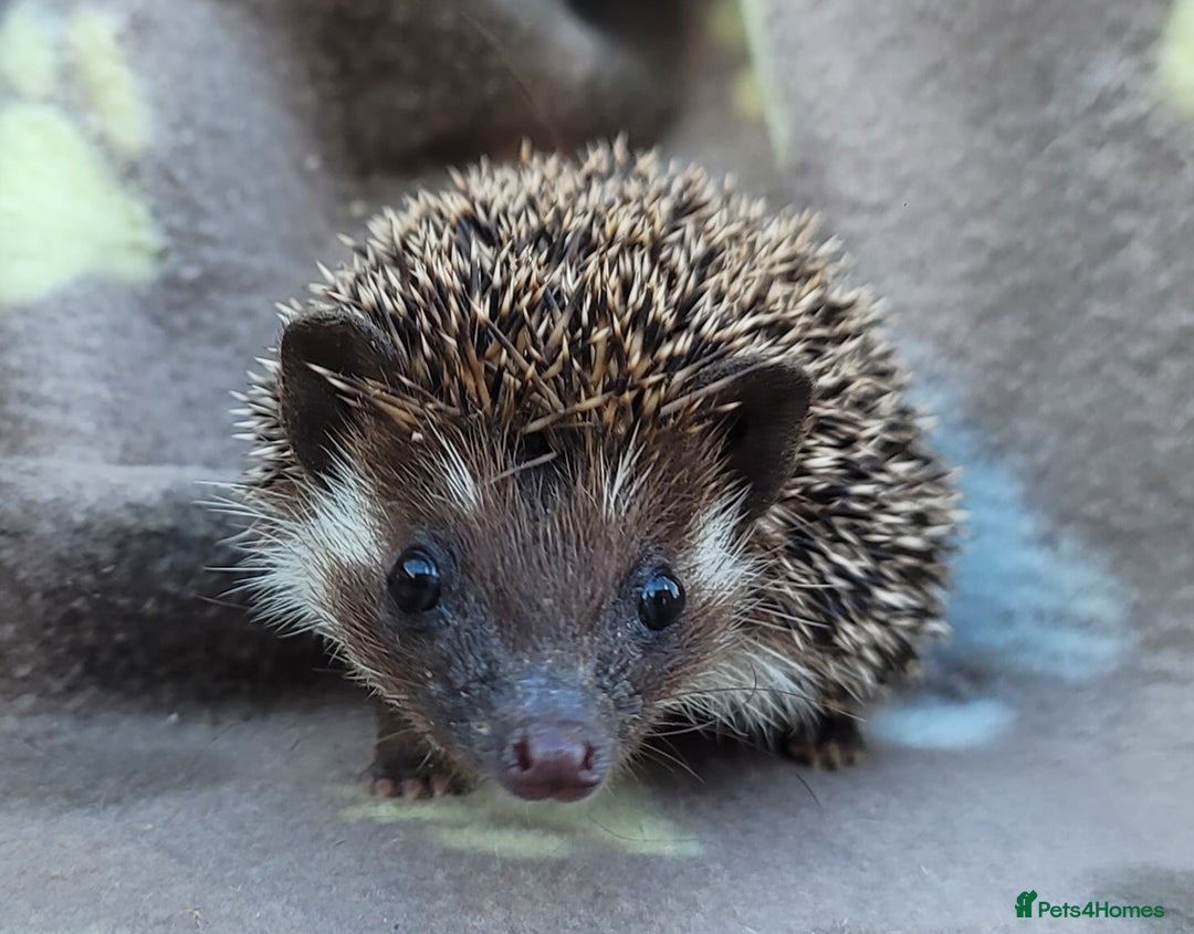 Pygmy Hedgehog rodents for sale: African Pygmy Hedgehog Hoglets  - Image 2