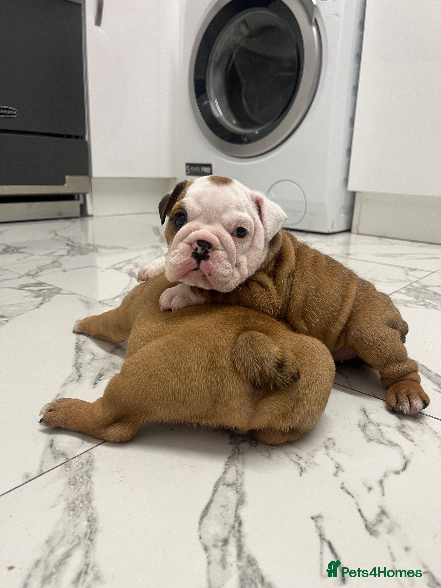 English Bulldog dogs for sale: Traditional/standard girls dad gold health tested  - Advert 2
