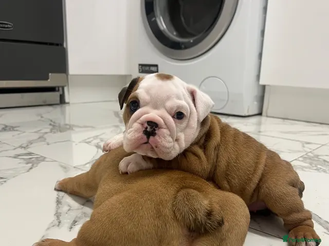 English Bulldog dogs for sale: Traditional/standard girls dad gold health tested - Advert 2