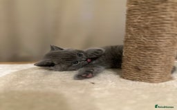 British Shorthair cats for sale: British Shorthair kittens Lilac/Blue 3 Girls 1 Boy - Image 10