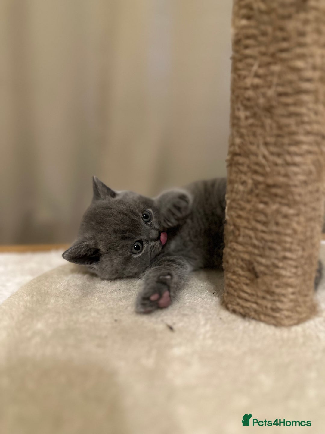 British Shorthair cats for sale: British Shorthair kittens Lilac/Blue 3 Girls 1 Boy - Image 10