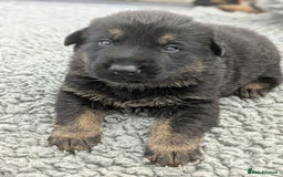 German Shepherd dogs for sale: KC Health Tested Pups From Champion Lines 🏆 - Image 16
