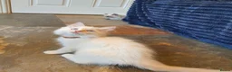 Ragdoll cats for sale: 💖Very Beautiful GCCF Registered Ragdoll Kittens. - Advert 35
