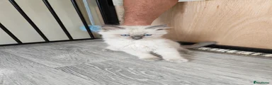 Ragdoll 1