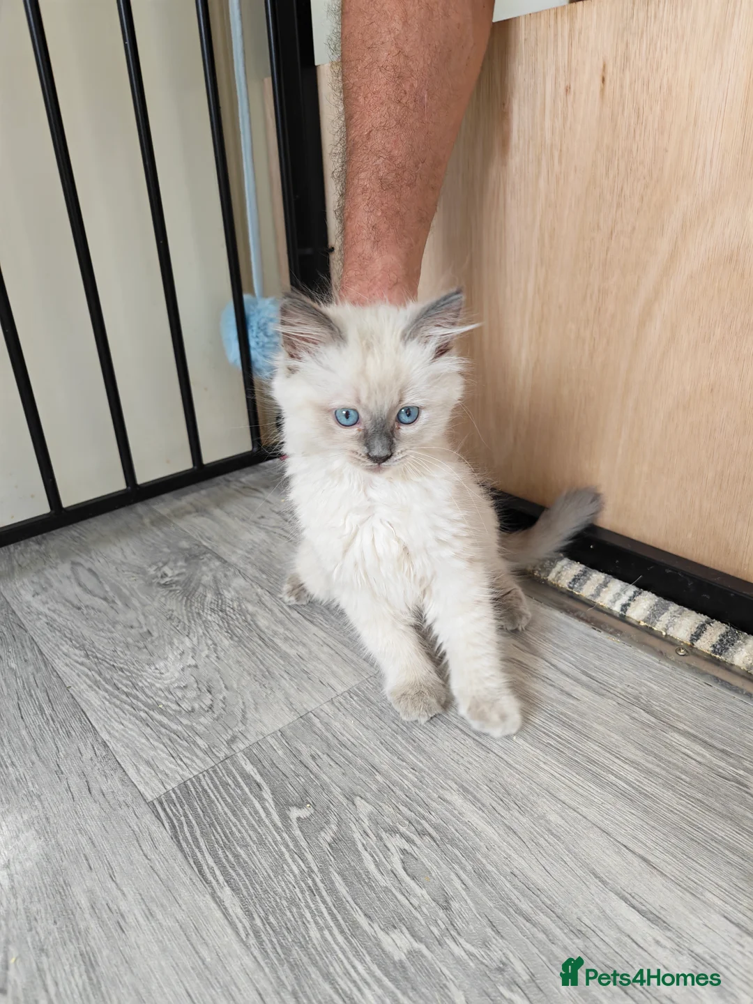 Ragdoll cats for sale: Ragdoll male kittens - Advert 2