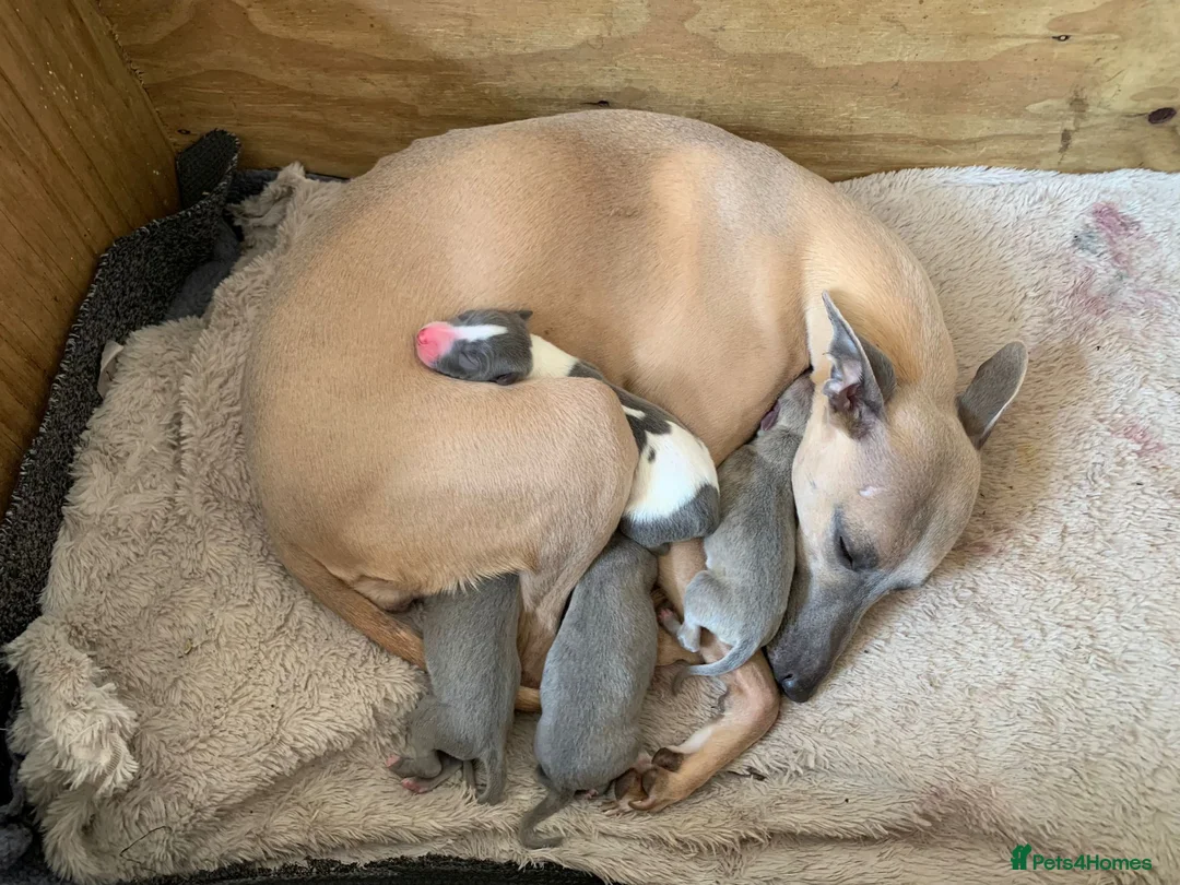 Whippet dogs for stud: Small 19",heart test clear,Full Blue Kc reg stud in Bishop Auckland - Advert 16
