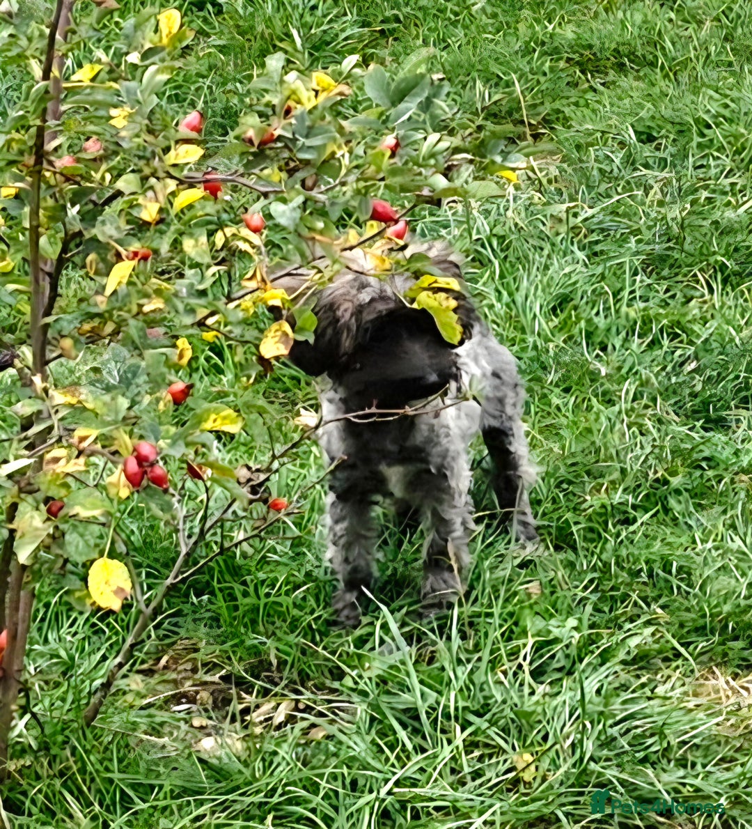 Maltipoo dogs for sale: Very Small Maltipoo Girl Puppy - Image 6