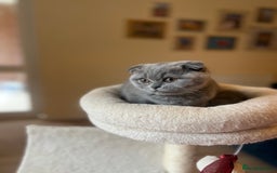 Scottish Fold cats for sale: Beautiful blue Scottish fold - Image 8