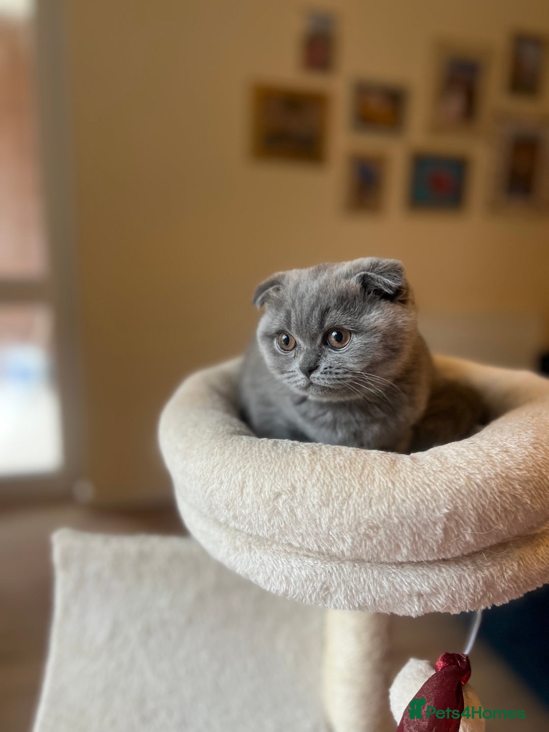 Scottish Fold cats for sale: Beautiful blue Scottish fold - Image 8