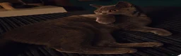 British Shorthair cats for sale: BSH kittens  - Advert 9