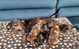 Miniature Dachshund dogs for sale: Miniature dachshund short haired puppies for sale£ - Image 10