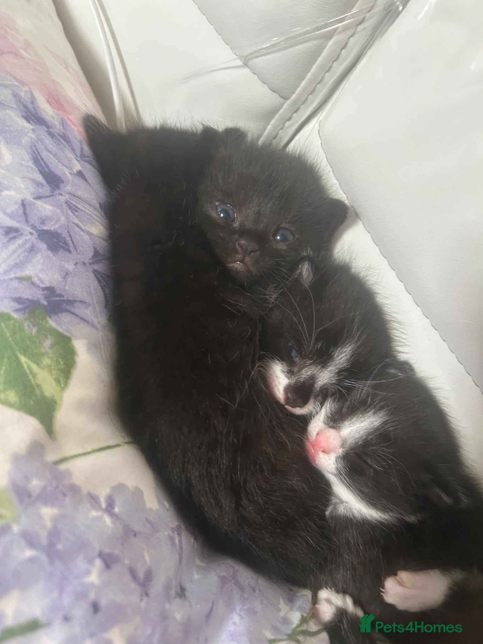 Mixed Breed cats Wanting forever homes🥹💕 - Advert 1