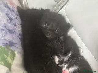 Mixed Breed cats Wanting forever homes🥹💕 - Advert 1