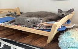 Russian Blue cats for sale: TICA pedigree Russian blue kittens 🐱  - Image 8