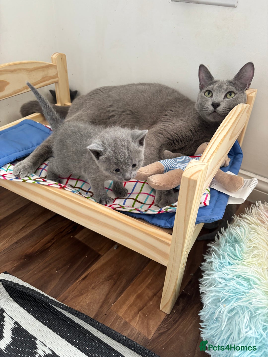 Russian Blue cats for sale: TICA pedigree Russian blue kittens 🐱  - Image 8