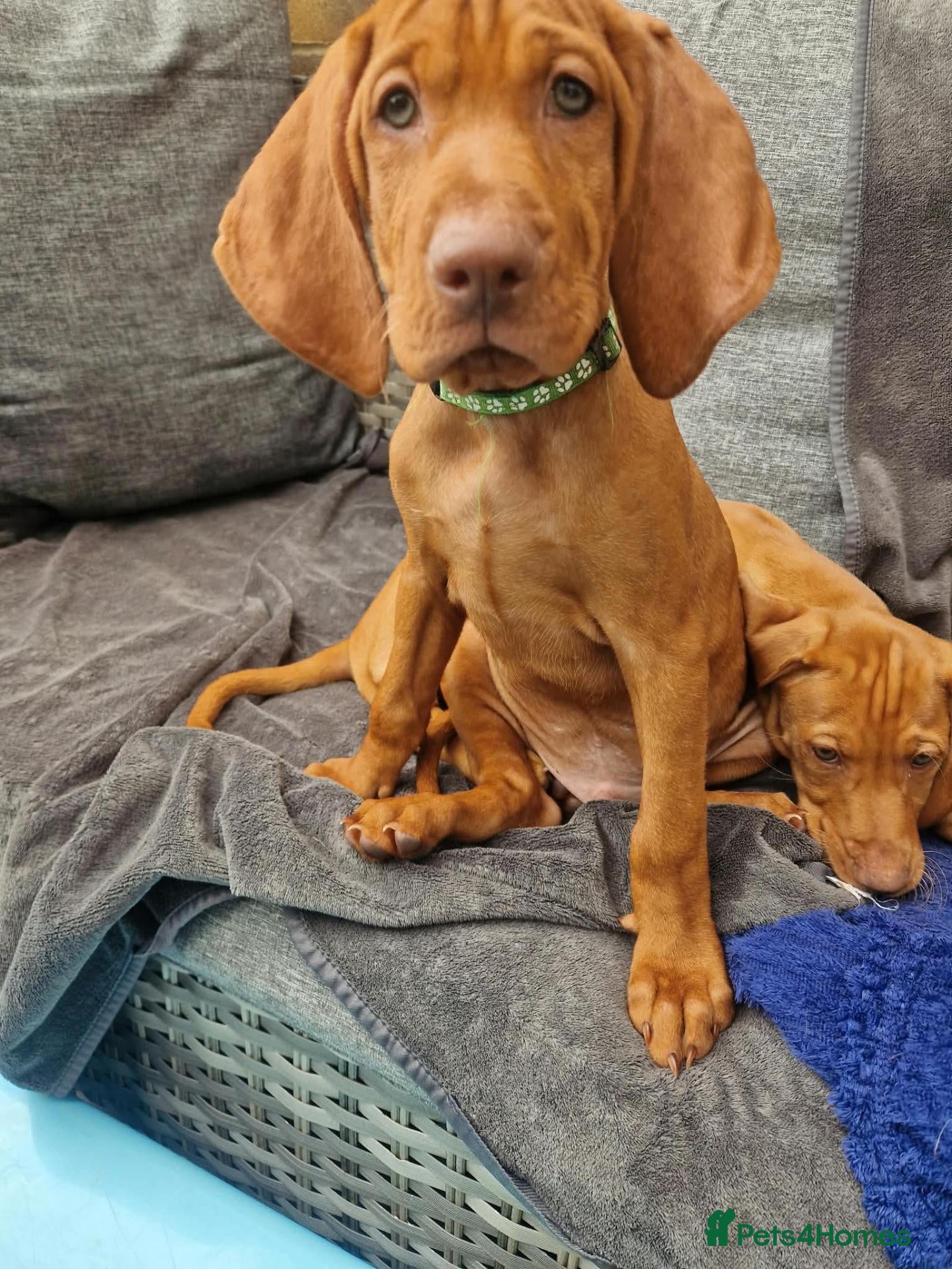 Hungarian Vizsla dogs Hungarian Vizsla Puppies KC Registered - Advert 2