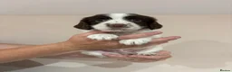 English Springer Spaniel dogs for sale:  KC registered English springer spaniel puppies - Advert 22