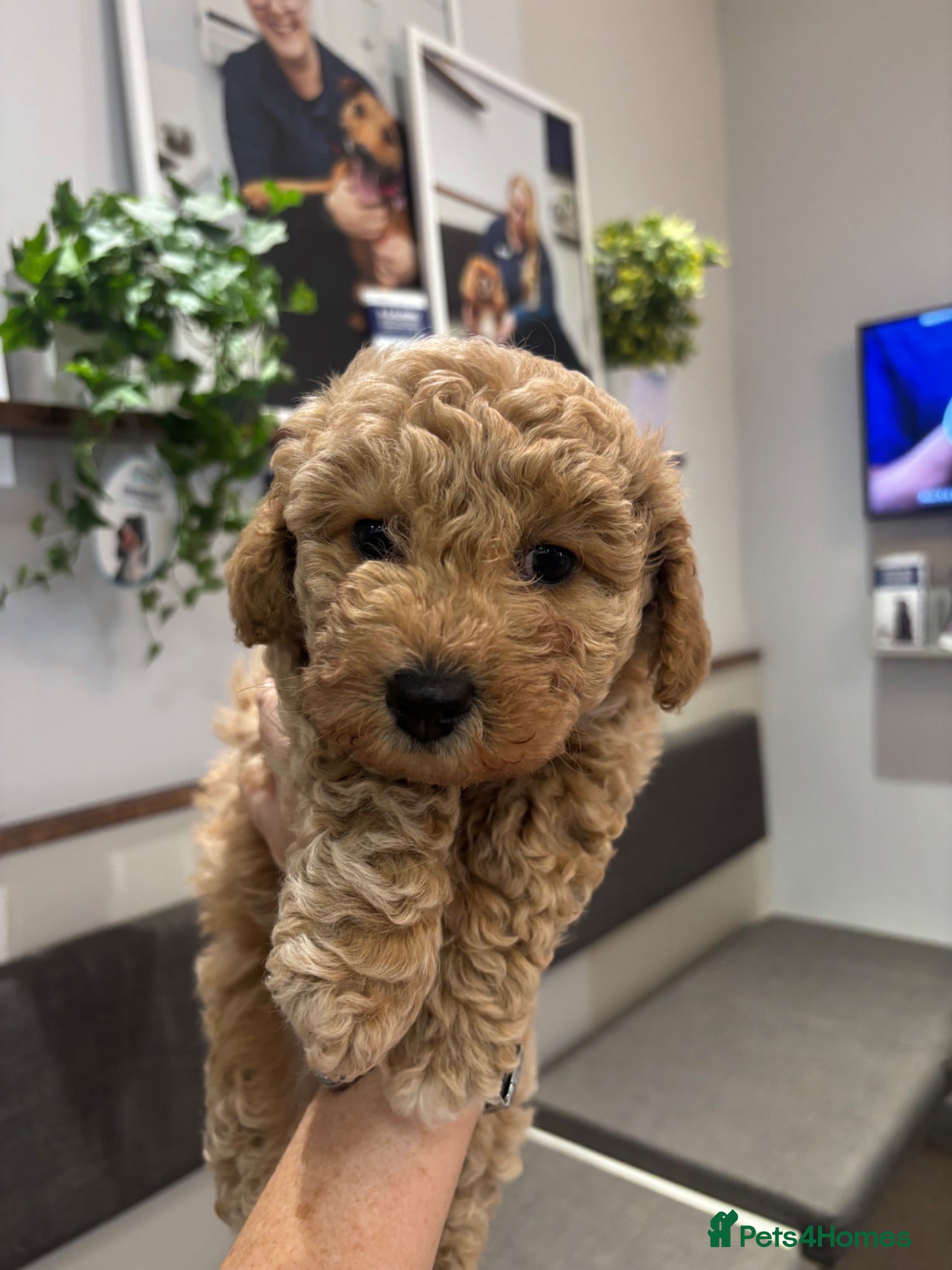 Poochon dogs 💛GOLDEN POOCHON in CHESHIRE ready now  - Advert 2