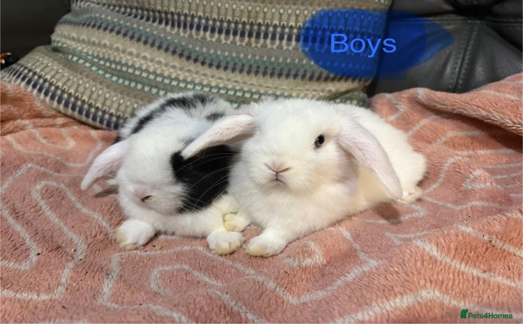 Mini Lop rabbits - Advert 15