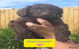 Sproodle dogs for sale: Gorgeous Chocolate Sproodle Puppies - Image 9