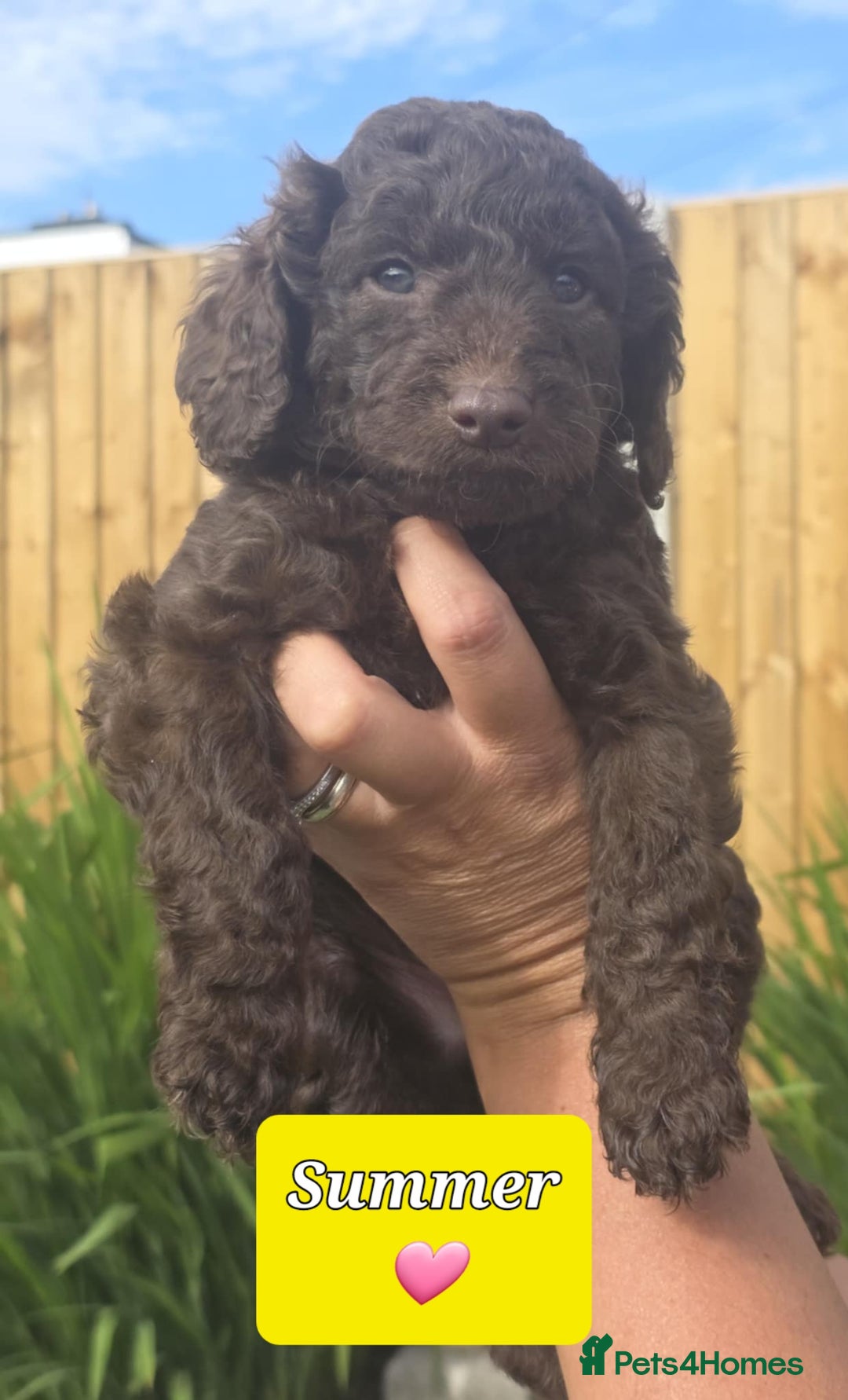 Sproodle dogs for sale: Gorgeous Chocolate Sproodle Puppies - Image 9