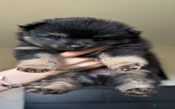 Pomeranian dogs for sale: Adorable Fox Face Pomeranian Puppies - Ready Now - Image 8