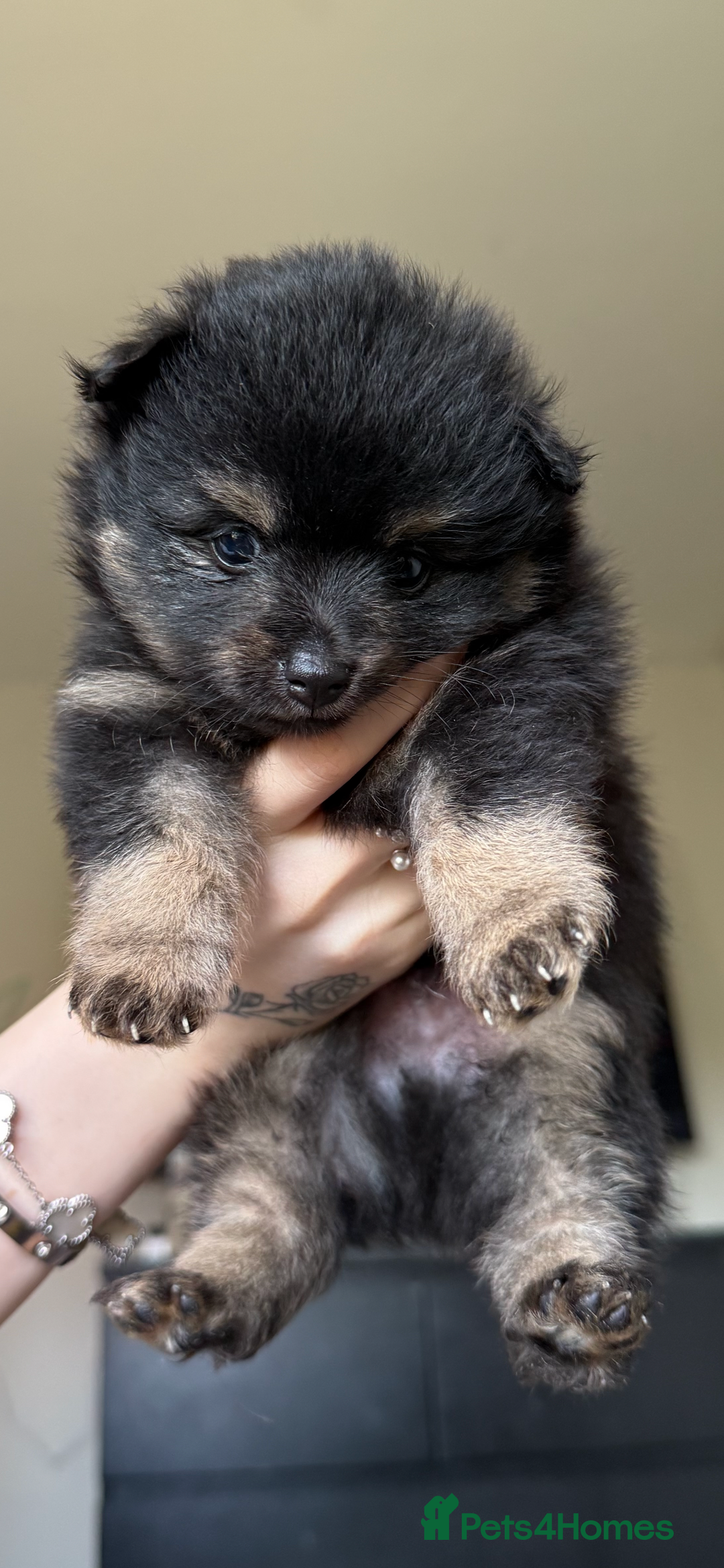 Pomeranian dogs for sale: Adorable Fox Face Pomeranian Puppies - Ready Now - Image 8