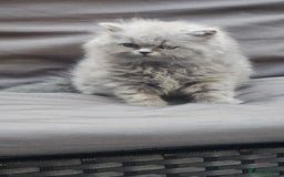 British Longhair cats for sale: GCCF  Show Quality Champion! - Image 17