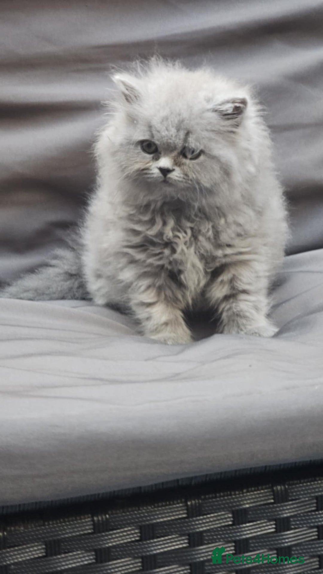 British Longhair cats for sale: GCCF  Show Quality Champion! - Image 17
