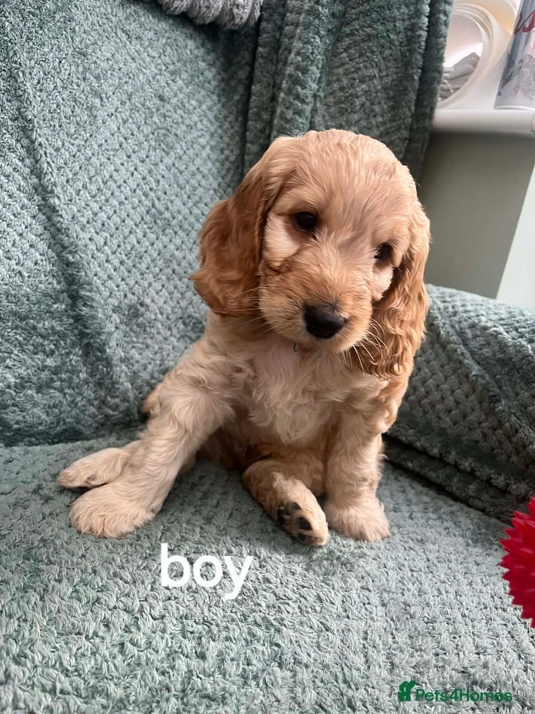 Cockapoo dogs for sale: Cockerpoo f1b beautiful litter - Advert 2