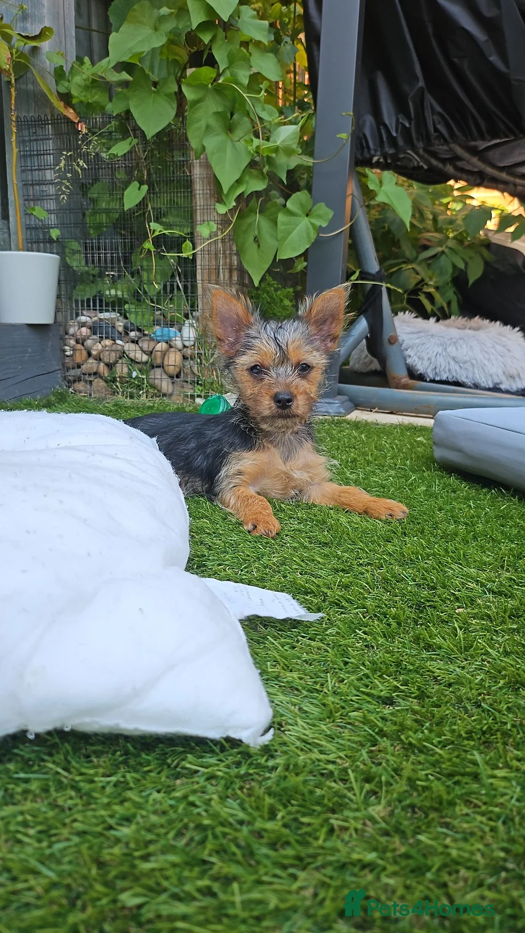 Yorkshire Terrier dogs for sale: Yorkshire terrier mini - Advert 2