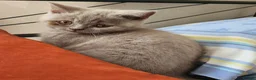 British Shorthair cats for sale: Brithis shorthair lilac girl  hurry last one - Advert 3