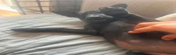 Belgian Shepherd Dog dogs for sale: PURE BREED BELGIAN MALINOIS  in Dunmow - Advert 32