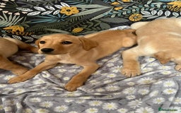Labrador Retriever dogs for sale: Labrador puppy's  - Image 8