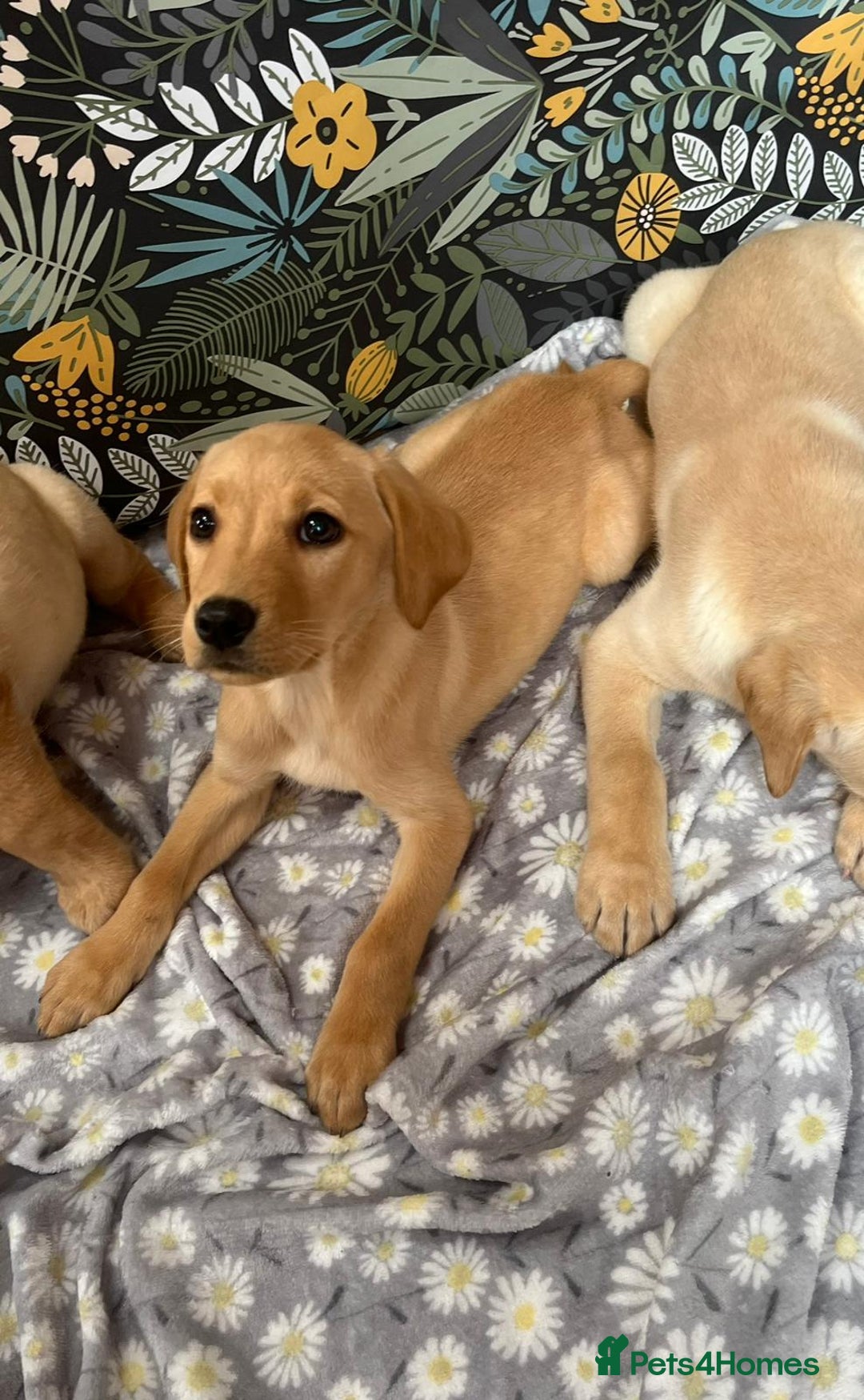 Labrador Retriever dogs for sale: Labrador puppy's  - Image 8
