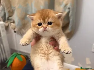 British Shorthair cats British shorthair silver tipped - Advert 16