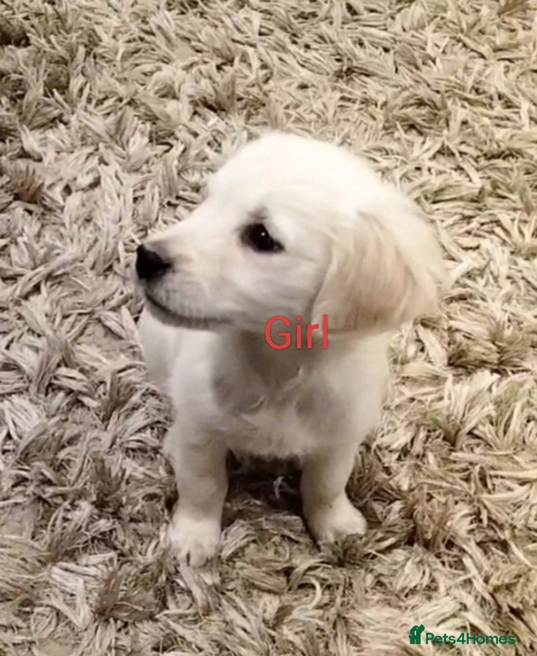 Golden Retriever dogs for sale: GOLDEN RETRIEVER PUPS - Advert 23