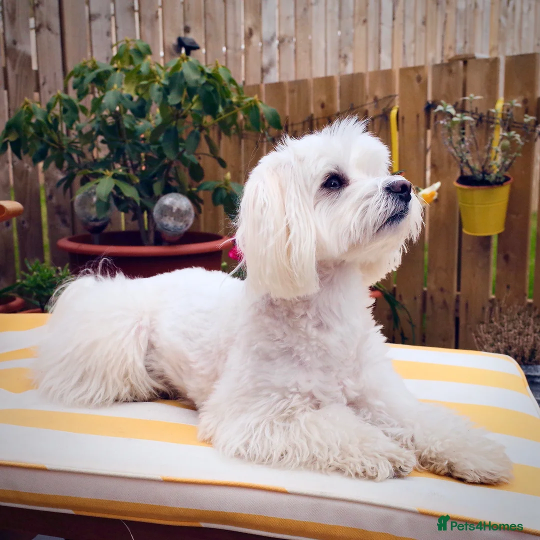 Maltese dogs for stud: Maltese Males (for Stud)  in Durham - Advert 9