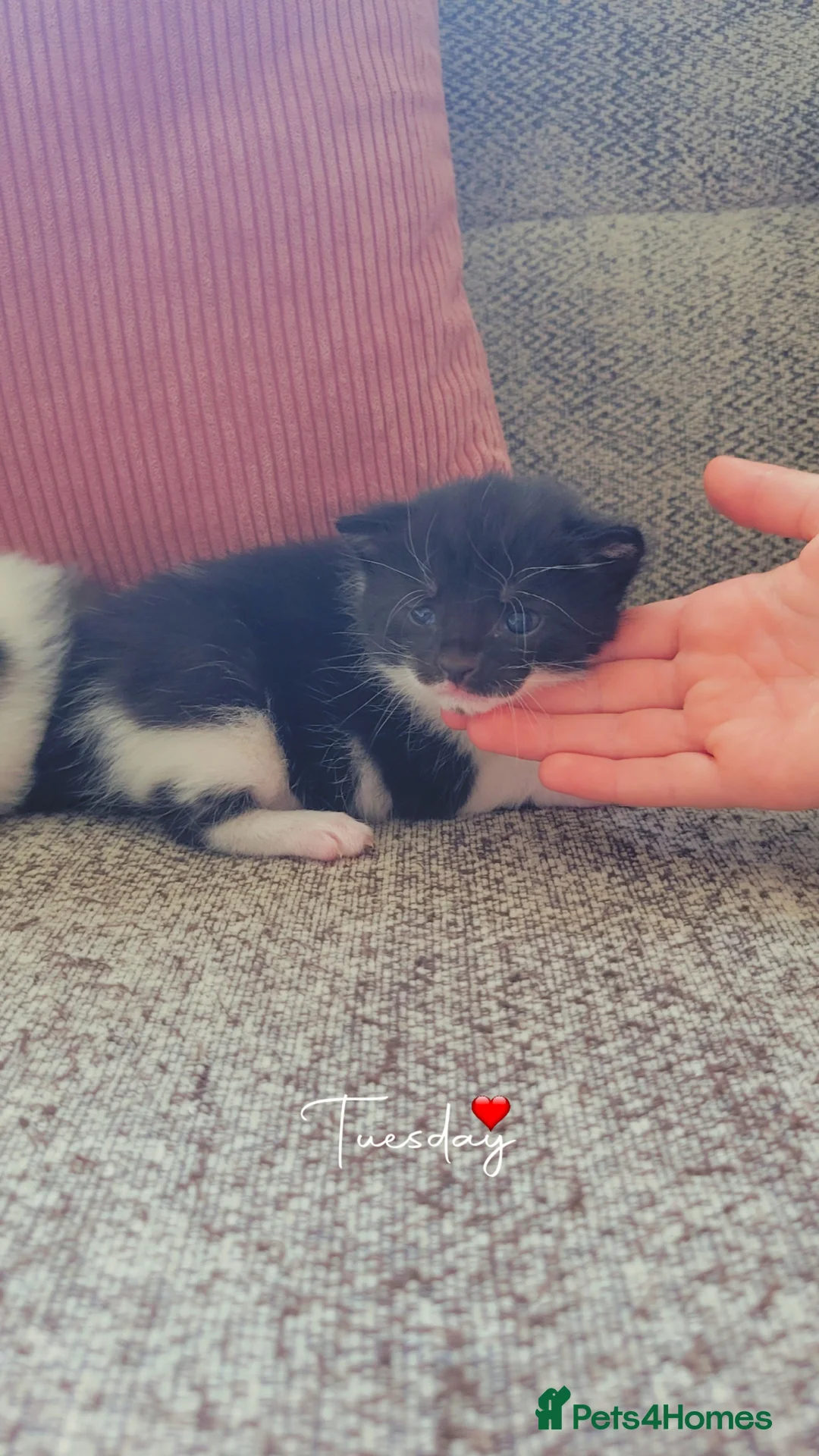 Mixed Breed cats for sale: Cross mainecoon kittens  in Market Rasen - Advert 2