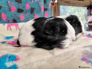 Guinea Pig rodents Baby Longhaired Boars /Merino/Texel/Sheltie - Advert 19