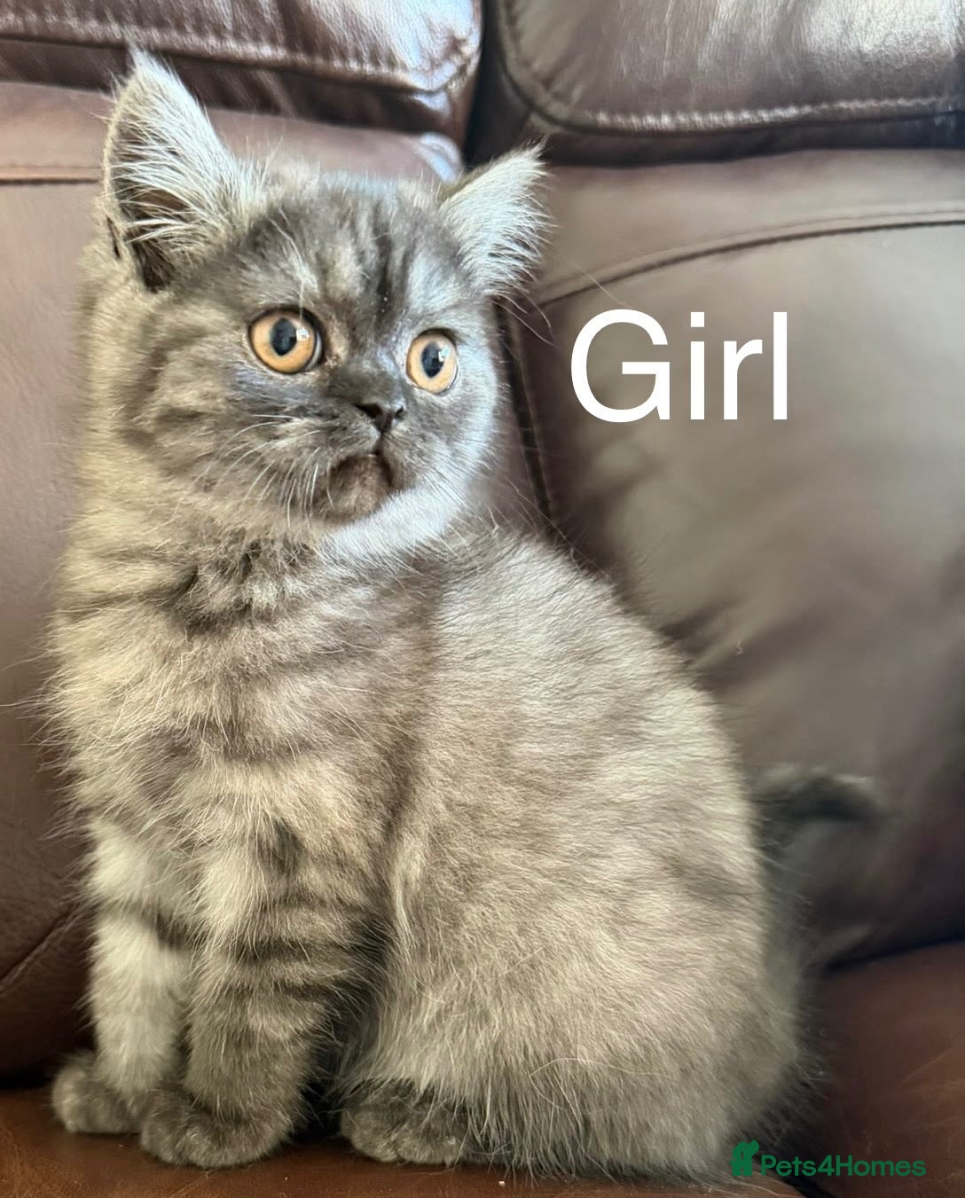 British Shorthair cats Ready to go British shorthair X Exotic Persian 🐾 - Advert 5